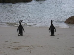 pinguine pinguine
